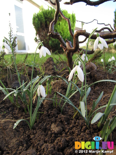 SX21493 Snowdrops (Galanthus nivalis) in garden